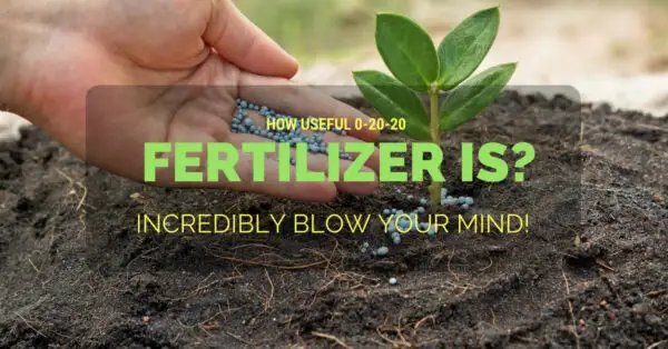 How Useful 0-20-20 Fertilizer Is