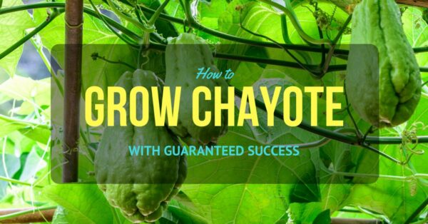 grow chayote fea