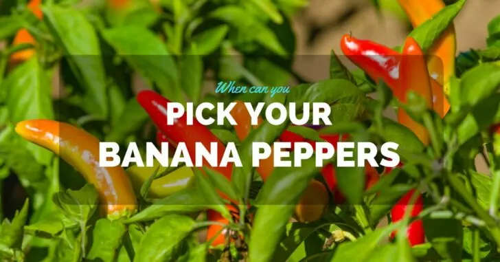 When To Pick Banana Peppers