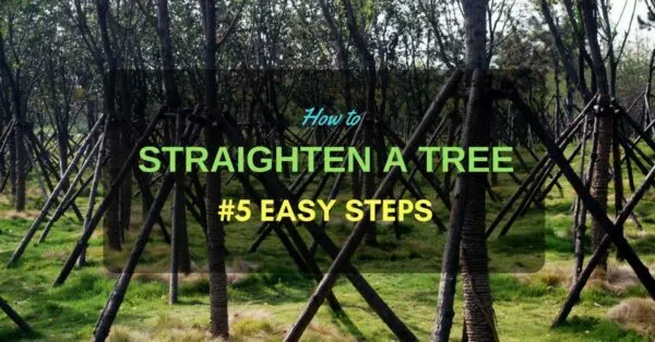 how to straighten a small leaning tree