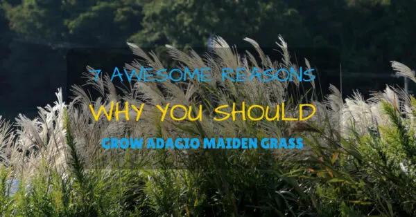 adagio maiden grass