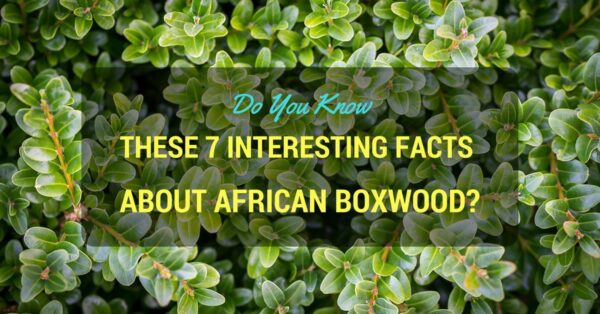 African Boxwood