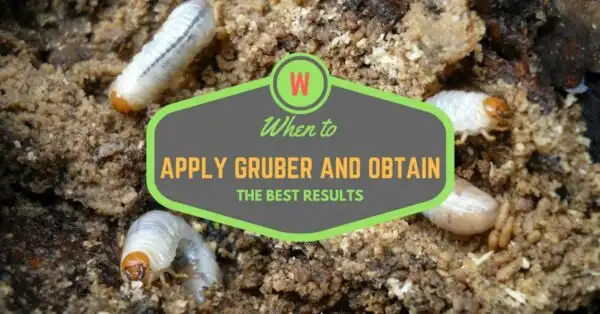 When to Apply Grubex