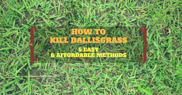 How To Kill Dallisgrass