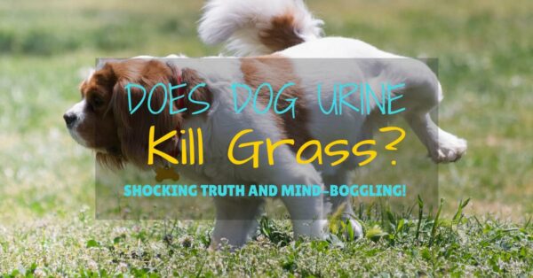 Does Dog Urine Kill Grass