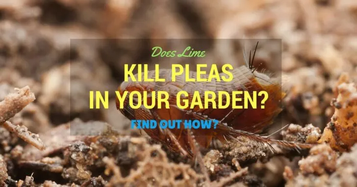 Does Lime Kill Fleas