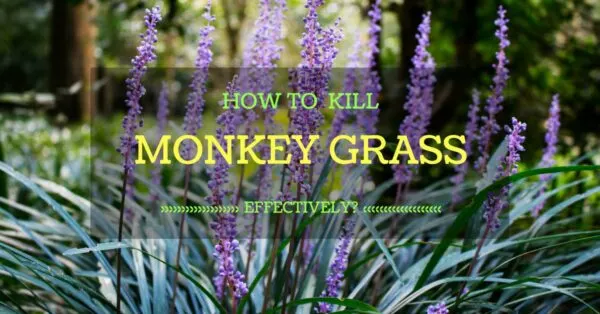 How To Kill Monkey Grass Effectively