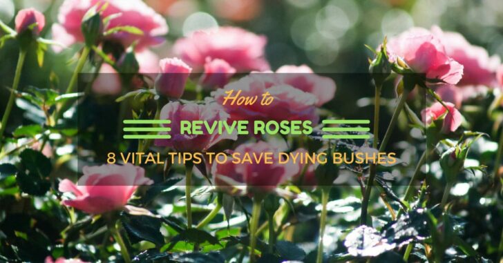 How To Revive Roses