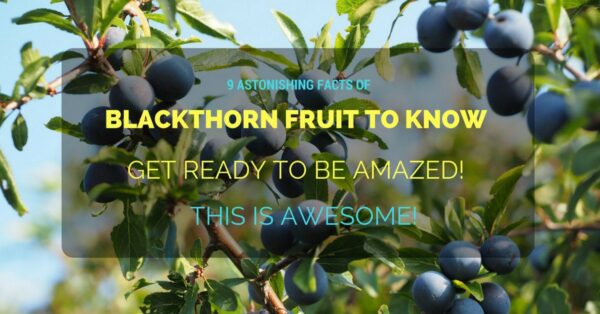 Blackthorn Fruit