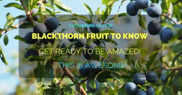 Blackthorn Fruit