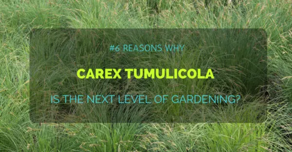 carex tumulicola fe