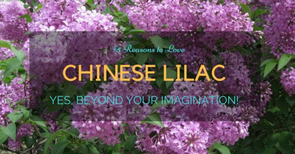 chinese lilac