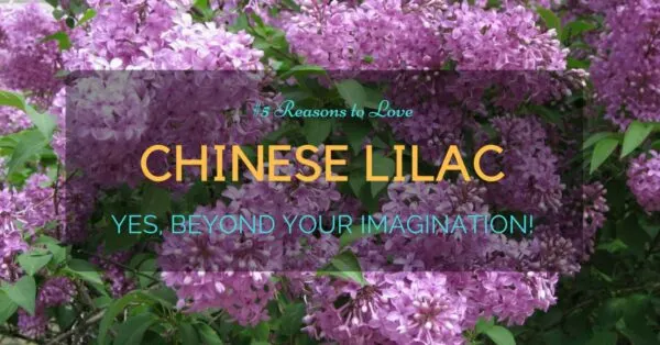 chinese lilac