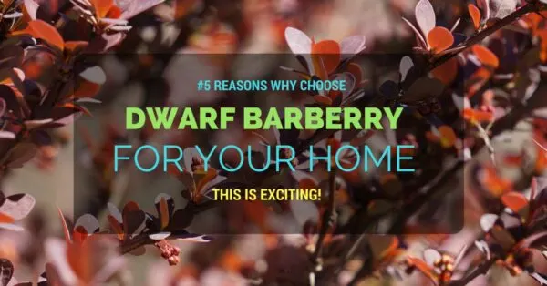 dwarf barberry