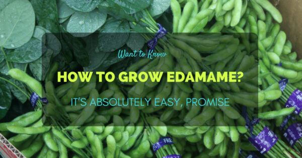 How to Grow Edamame