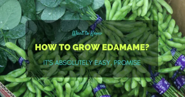 How to Grow Edamame