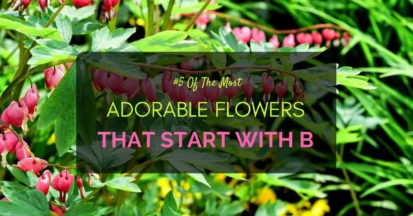 Flowers That Start With B