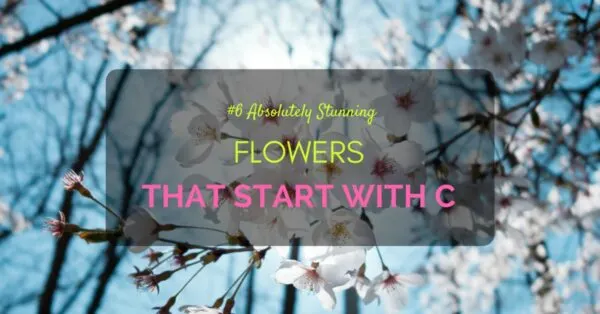 flowers c 2