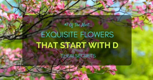 Flowers That Start With D