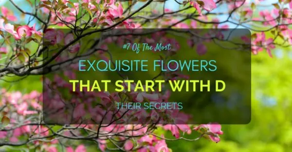 Flowers That Start With D