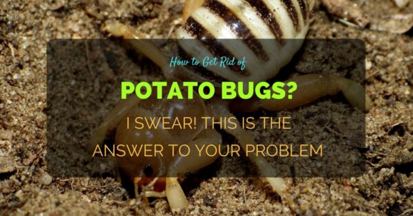 How to Get Rid of Potato Bugs