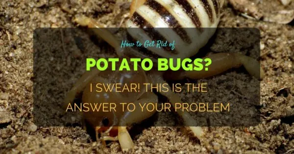 How to Get Rid of Potato Bugs