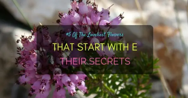 Flowers start with E