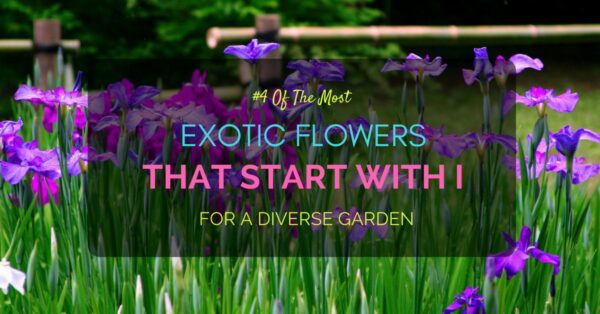 Flowers start with I