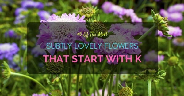 Flowers start with K