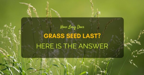 How Long Does Grass Seed Last