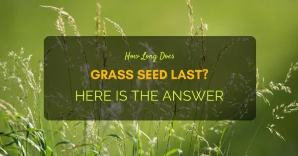 How Long Does Grass Seed Last
