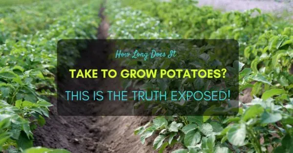 How Long Does It Take To Grow Potatoes