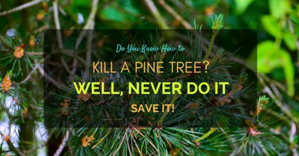 How to Kill a Pine Tree