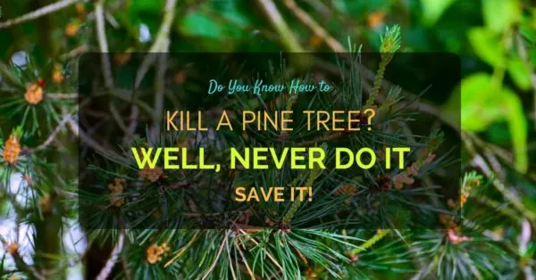 How to Kill a Pine Tree