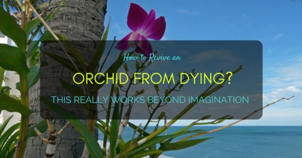How to Revive an Orchid from Dying