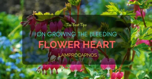 Flower Heart Lamprocapnos