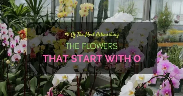 Flowers start with O