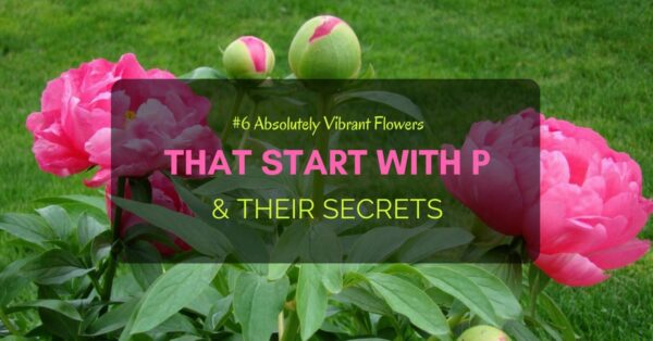 Flowers start with P