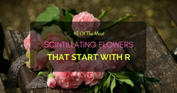 Flowers start with R