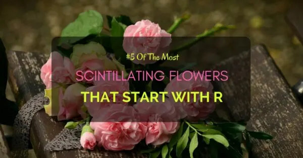 Flowers start with R