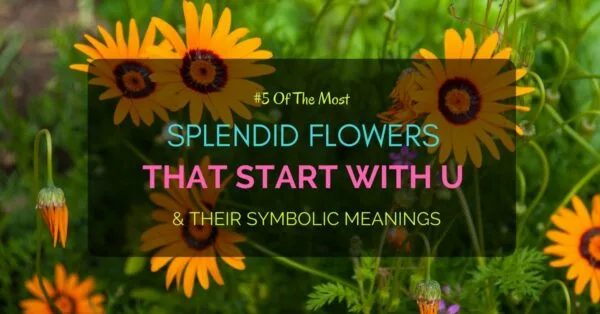 Flowers start with U