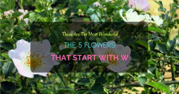 Flowers start with W
