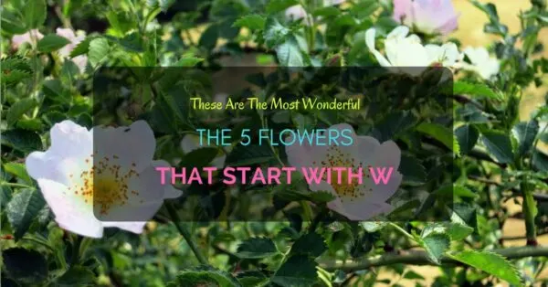 Flowers start with W