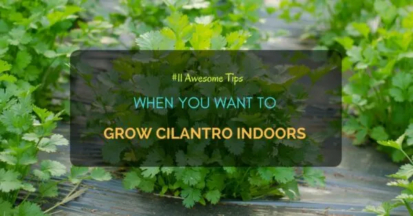 Grow Cilantro