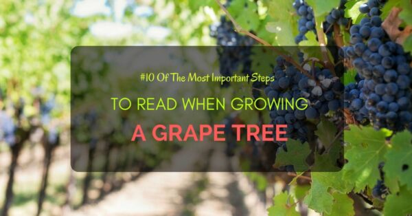 Growing A Grape Tree 2