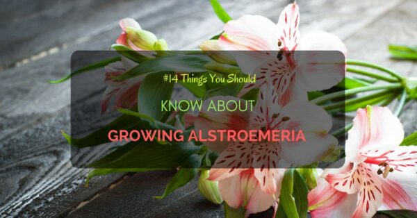 Growing Alstroemeria