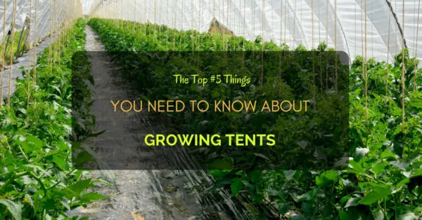 Growing Tents