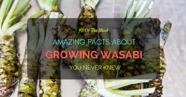 Growing Wasabi