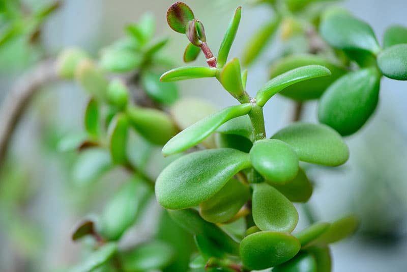 jade crassula flower stage when resting plant rest helping reach mean its similar