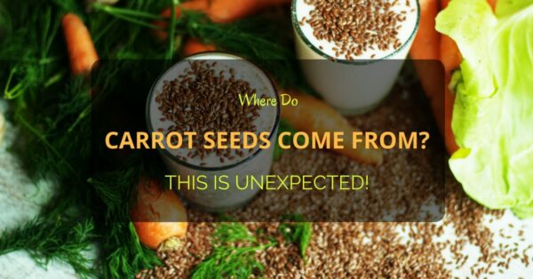 Where Do Carrot Seeds Come From
